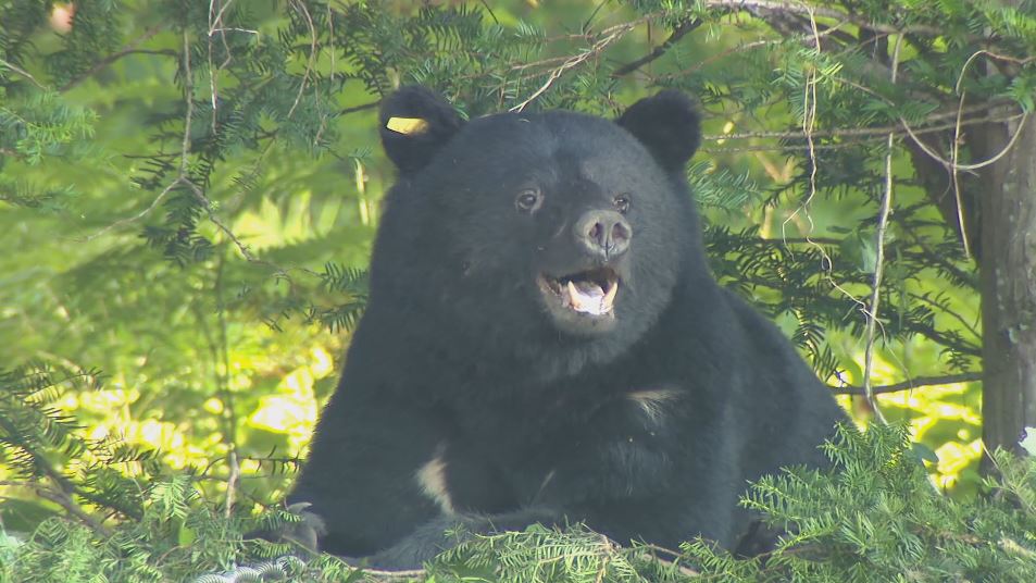 【速報】羅臼岳でクマサン1匹駆除、子クマサン2匹逃亡